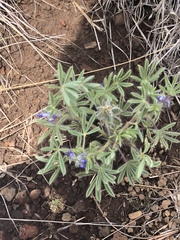 Lupinus kingii