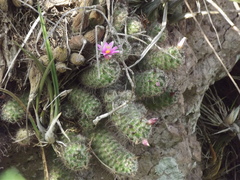 Mammillaria mazatlanensis