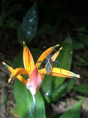 Leptoscelis conspicuus