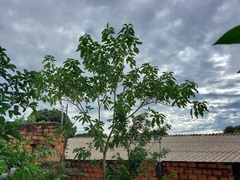 Solanum granulosoleprosum