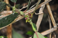 Image of Notopleura camponutans