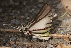 Protesilaus glaucolaus