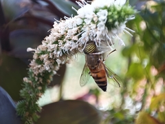Eristalinus taeniops