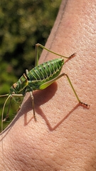 Parasteropleurus perezii