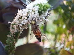 Eristalinus taeniops