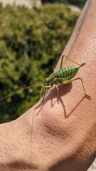 Parasteropleurus perezii