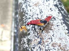 Dindymus sanguineus