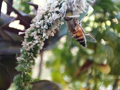Eristalinus taeniops