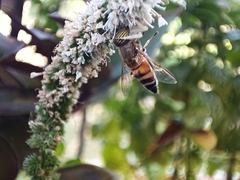 Eristalinus taeniops