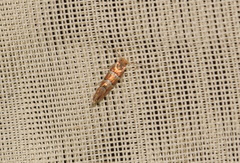 Phyllonorycter nicellii