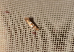 Phyllonorycter nicellii