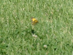 Colias croceus