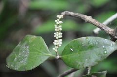 Dendrophthora perlicarpa