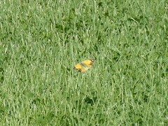 Colias croceus