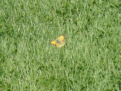 Colias croceus