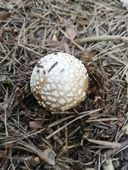 Amanita junquillea