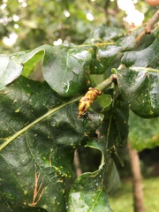 Andricus foecundatrix