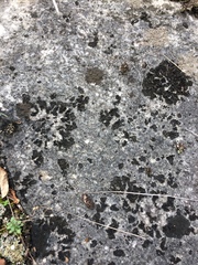 Lathagrium undulatum
