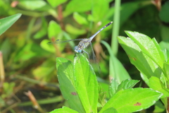 Diplacodes trivialis