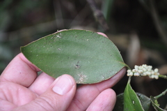 Dendrophthora perlicarpa