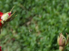 Anthophila