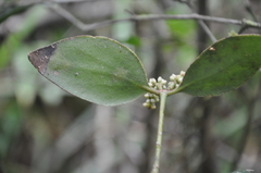 Dendrophthora perlicarpa