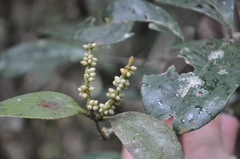 Dendrophthora perlicarpa