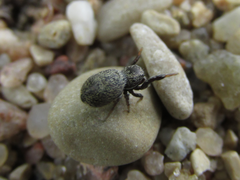 Sibianor aurocinctus