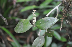 Dendrophthora perlicarpa