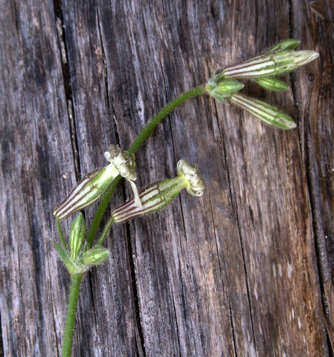 Silene viridiflora
