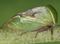 Stictocephala lutea