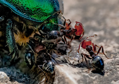 Crematogaster scutellaris