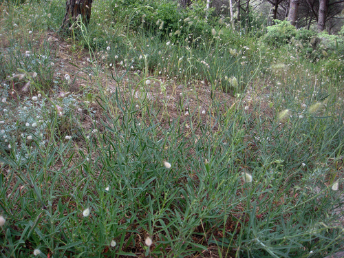Silene viridiflora