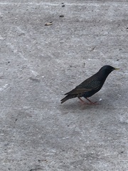 Sturnus vulgaris