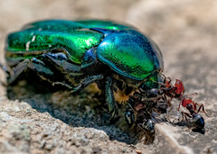 Crematogaster scutellaris
