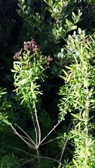 Hypericum canariense