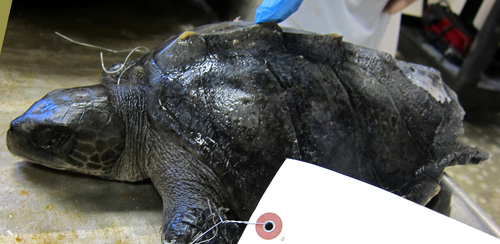 Olive Ridley Sea Turtle photographed in Hawaii