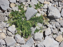 Alchemilla catalaunica