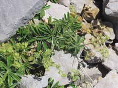 Alchemilla catalaunica