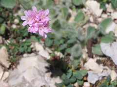 Armeria cantabrica
