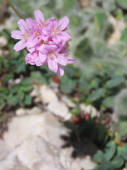 Armeria cantabrica