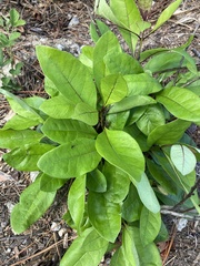 Geobalanus oblongifolius