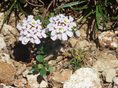 Iberis carnosa