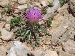Jurinea humilis