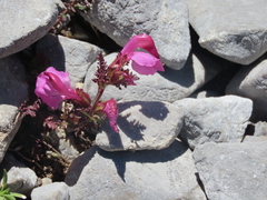 Pedicularis pyrenaica