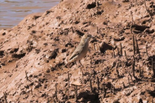 White-breasted Whistler (Pachycephala lanioides), photo 4