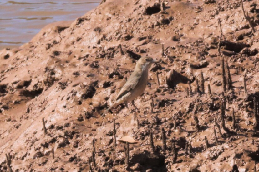 White-breasted Whistler (Pachycephala lanioides), photo 5