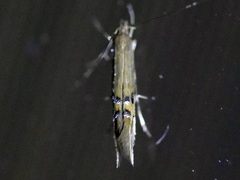 Cosmopterix fernaldella