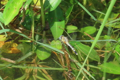 Diplacodes trivialis