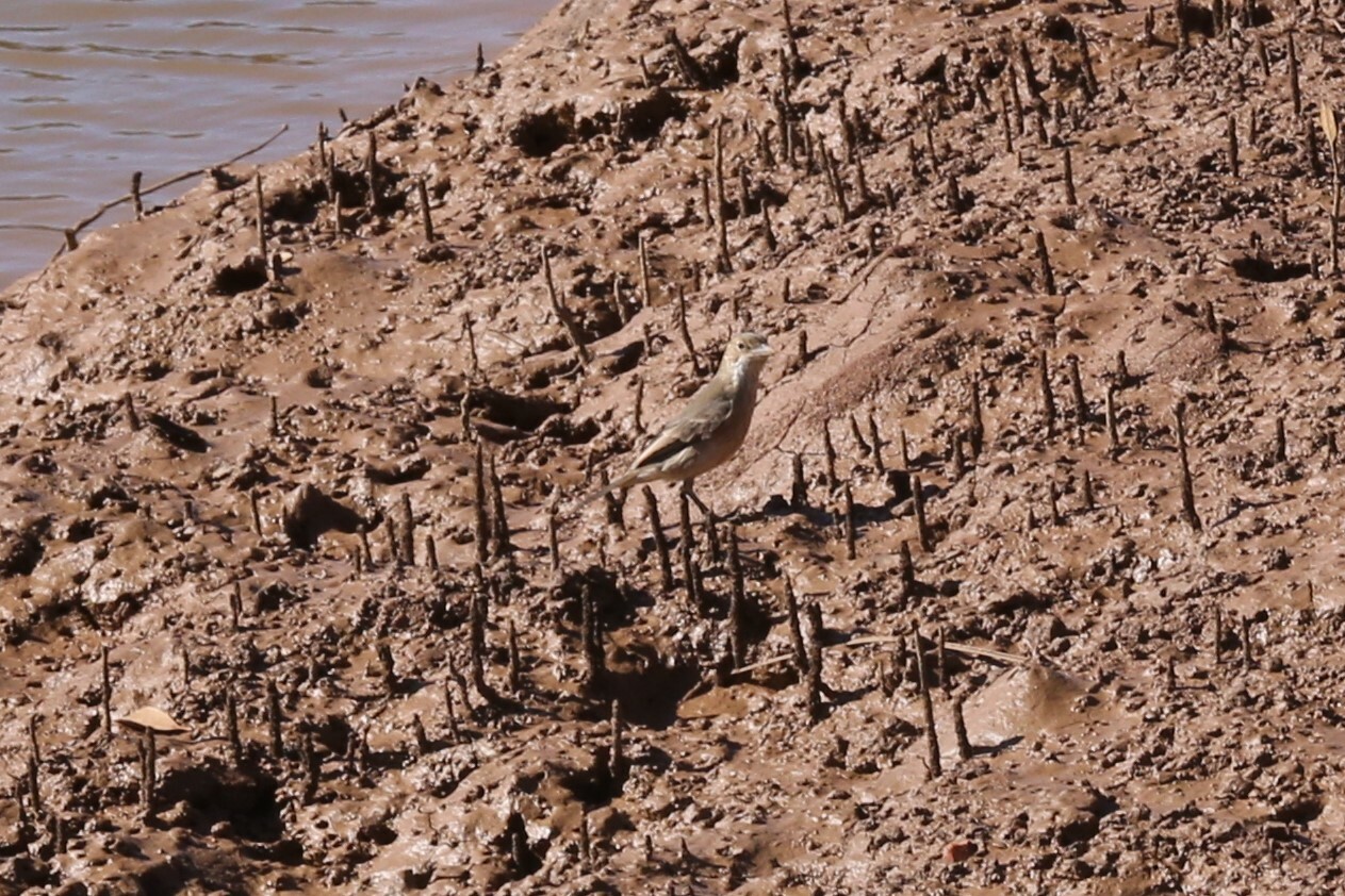 White-breasted Whistler (Pachycephala lanioides), photo 6